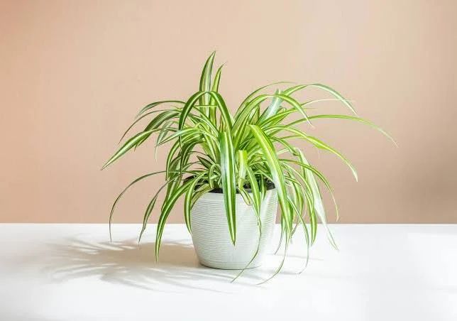 Our plant specialists at work